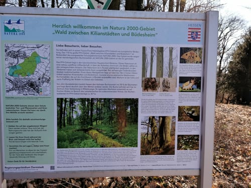 Durch den Wald zwischen Kilianstädten und Büdesheim