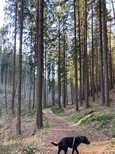 Waldrunde bei Stadtroda