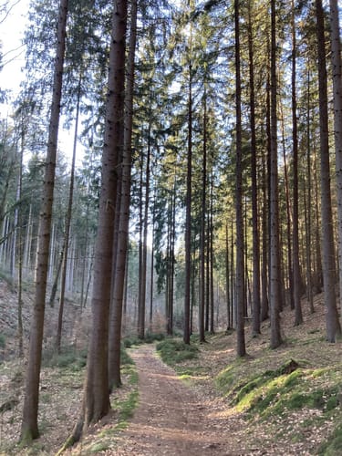 Waldrunde bei Stadtroda