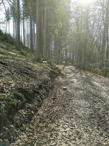 Kirchhöfer Rundweg K1: Schönebergweg