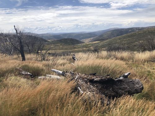 Walking In The Jagungal Wilderness Area NSW Adelaide Bushwalkers