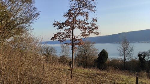 MTB Tour: Von Nenzingen an den Bodensee