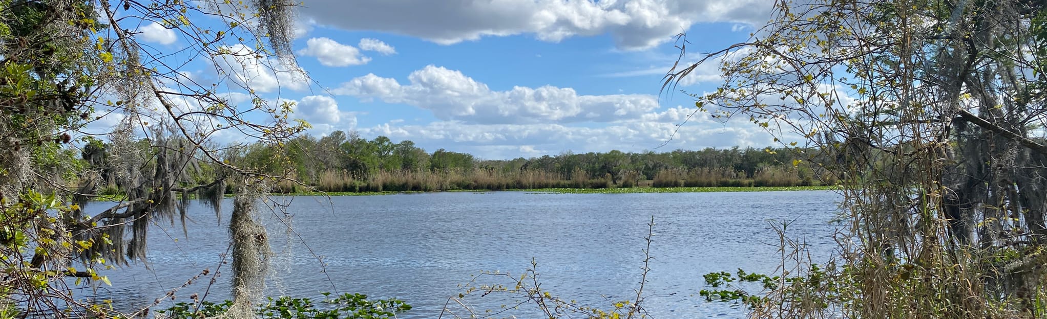 Black Bear Wilderness Area Trail: 4.162 foto's - Florida | AllTrails