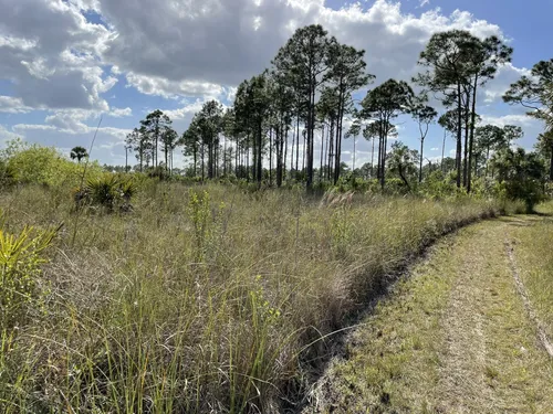 Best Hikes and Trails in Florida Panther National Wildlife Refuge