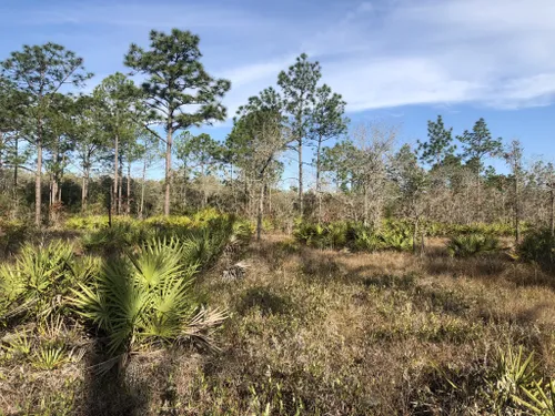 Nature Walk Santa Rosa Beach