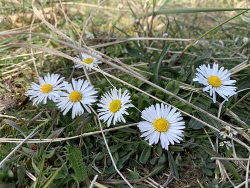 Westliches Juist: Domäne Bill - Hammersee