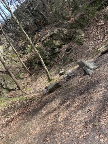 Walderlebnispfad Küchwald Frankenenberg