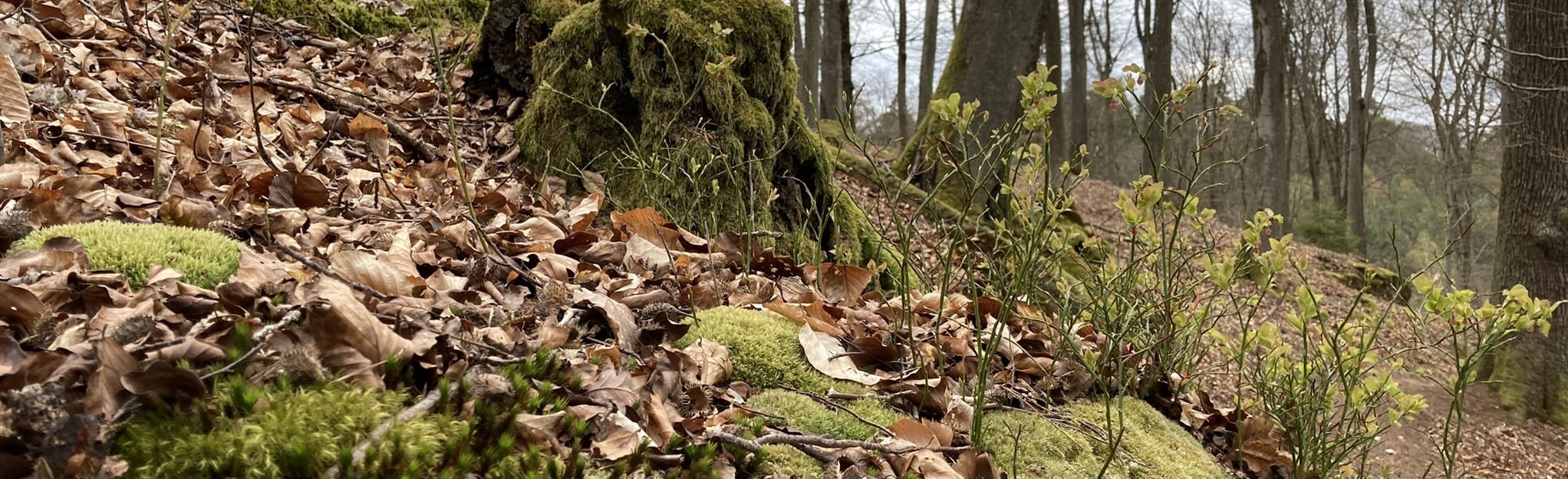 Northern Taubental, Saarland, Germany 2 Reviews, Map AllTrails