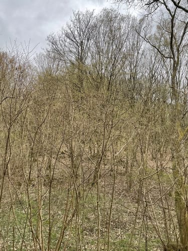 Entlang der Ruwer ab Sommerau
