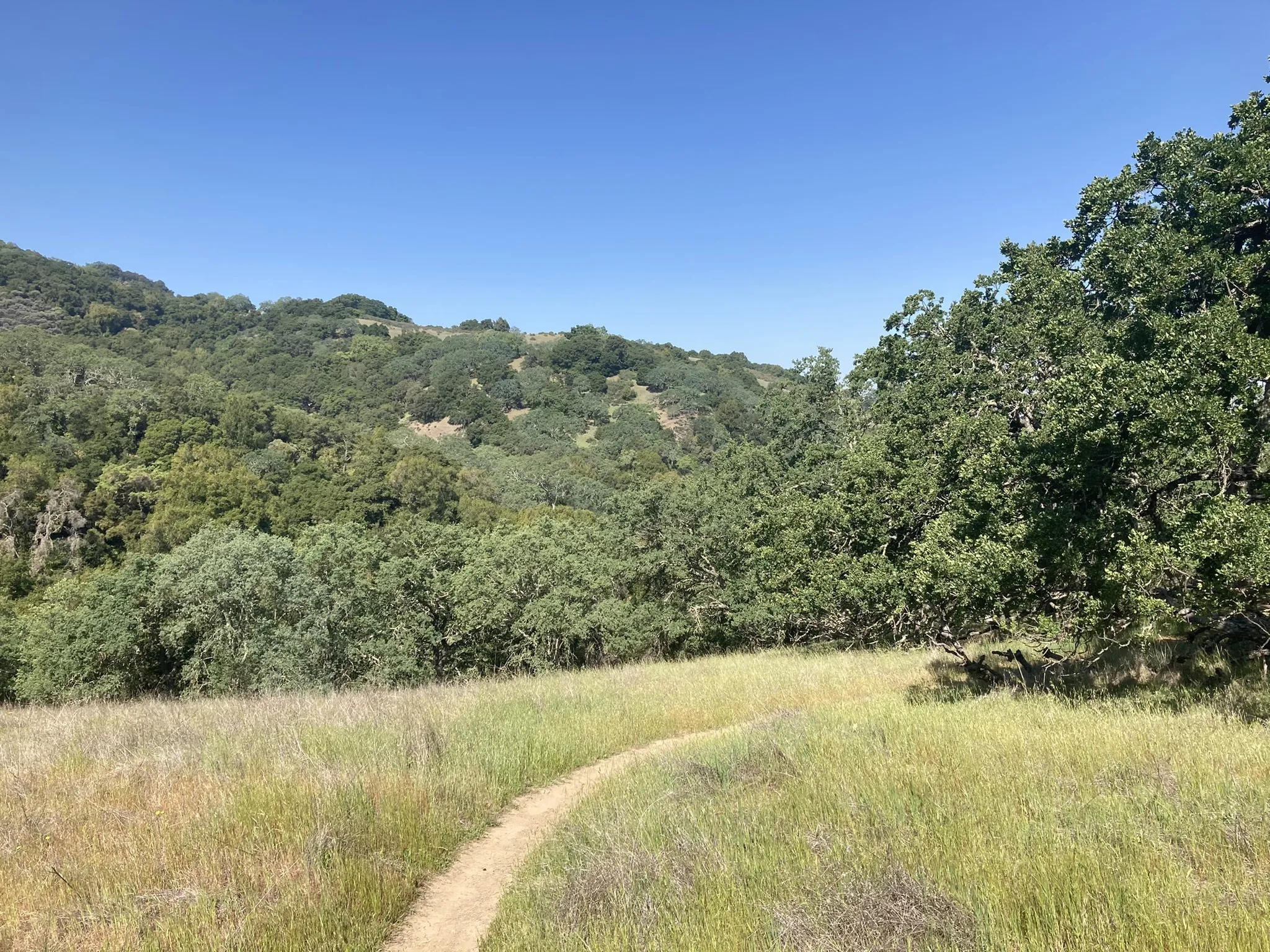 Photo of a trail from Tony Thorp with title New Almaden Trail