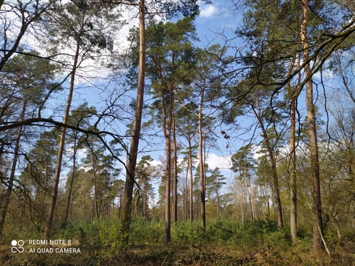 Hardter Wald: Rundweg A1