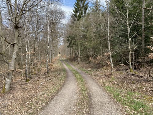 Gemündener Wald