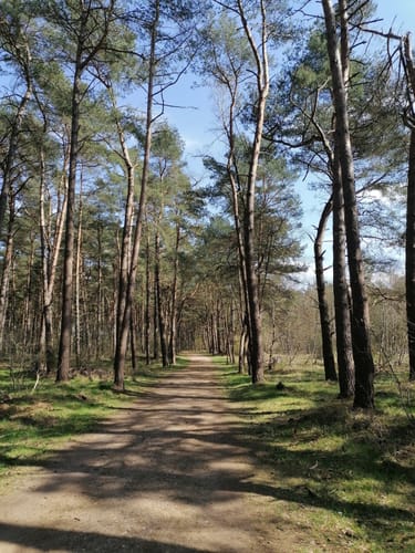 Über die Holmer Sandberge und entlang dem Feuerlöschteich