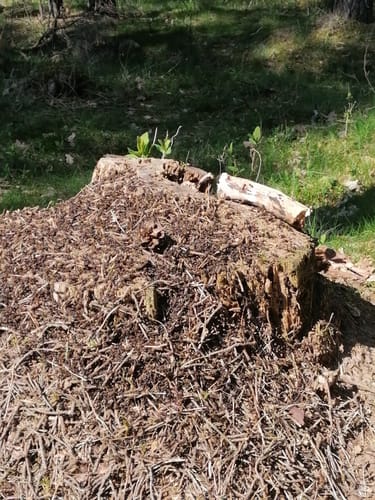 Über die Holmer Sandberge und entlang dem Feuerlöschteich