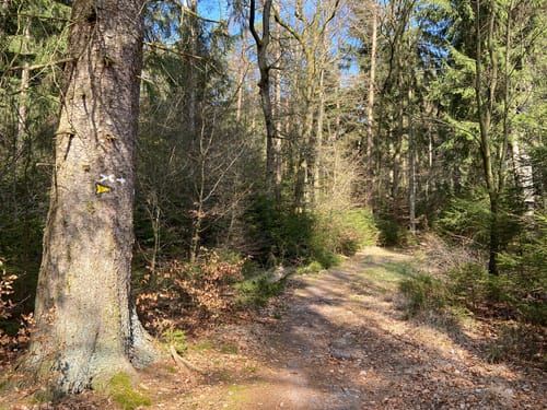 Karlstein - Großmodder Eiche - Paul-Roth-Stein