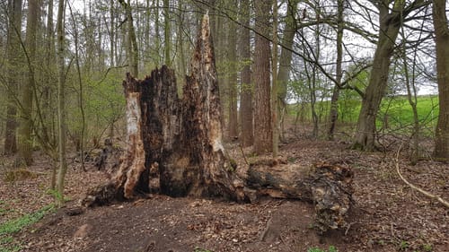 Parkplatzrundwanderweg Otzberg 2:  Bettelmannsbuchen-Weg