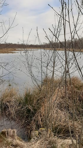 Naturschutzgebiet Wittmoor von Duvenstedt