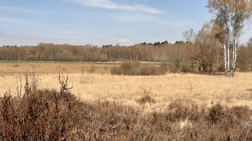 Naturschutzgebiet Wittmoor von Duvenstedt