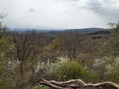 Kronberg: Falkenstein und Mammolshain