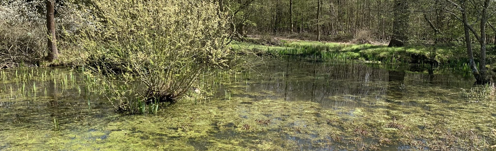 Old Knebworth and Norton Green Circular, Hertfordshire, England 56