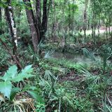 Clear Lake Nature Park Trail: 14 Foto - Florida 