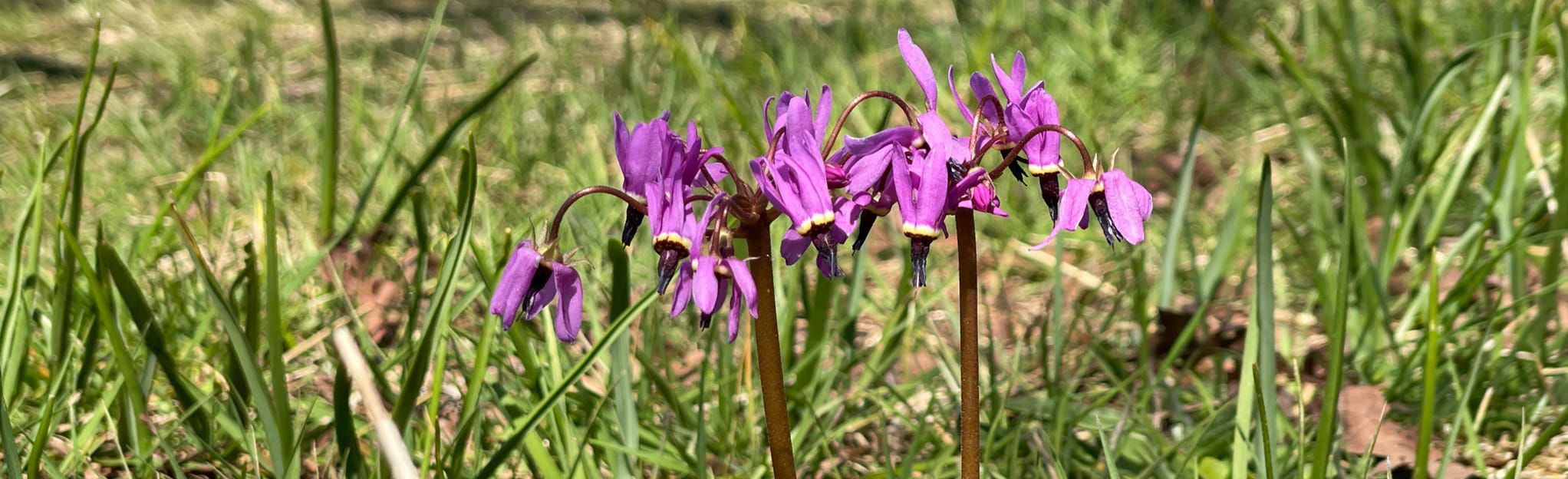 AllTrails Scatter Creek South Track 48 Reviews Map Washington