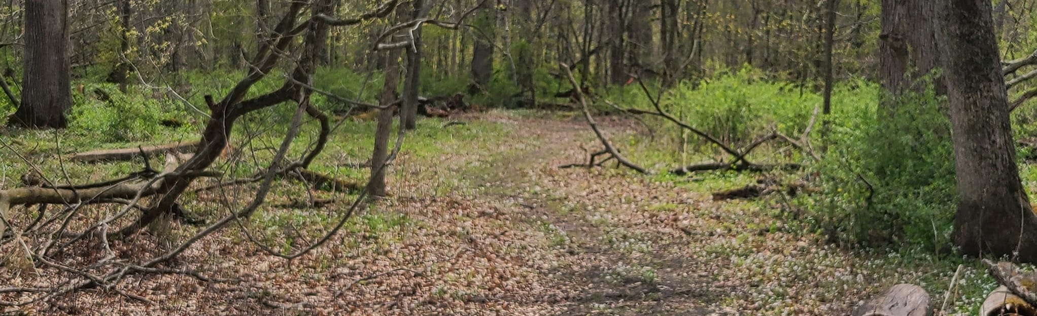 Mettler Woods Loop 24 Reviews, Map Illinois AllTrails
