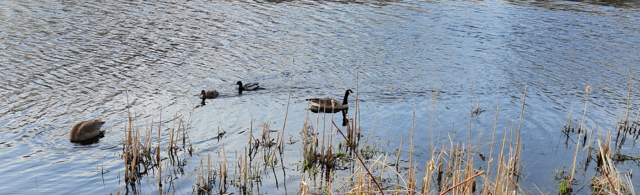 Sawmill 105 Reviews, 124 Photos, Map Massachusetts AllTrails