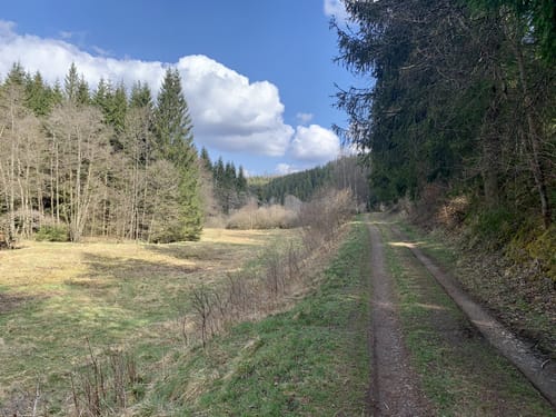 Narzissenwiesen bei Hollerath