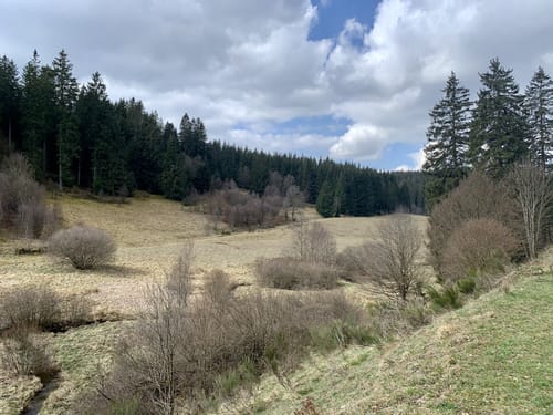 Narzissenwiesen bei Hollerath