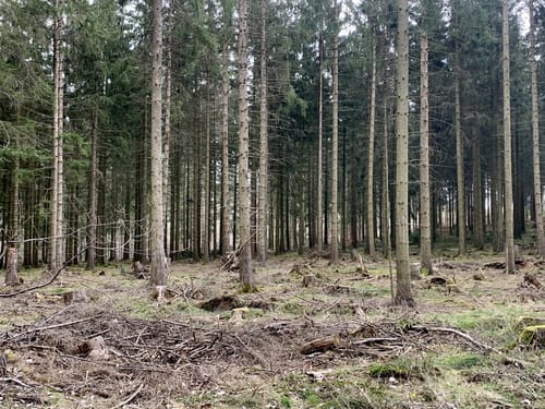 EifelSchleife Büllinger Hardt (Gemeinde Hellenthal)