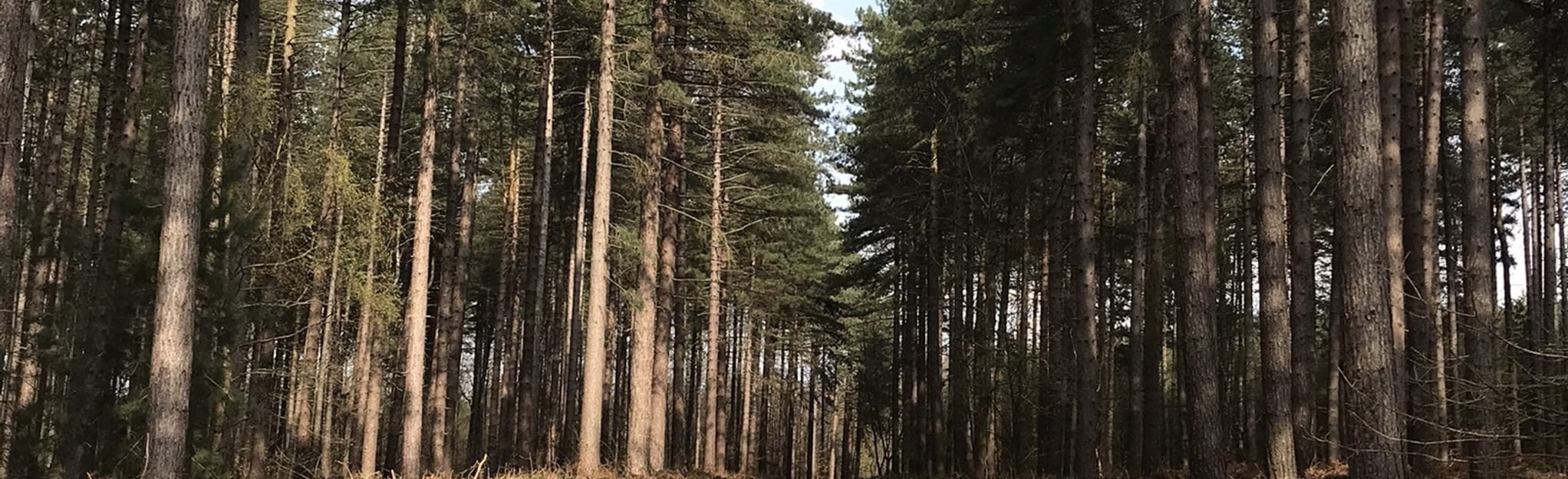 Sherwood and Clipstone Forest Circular (Via Kitchener MTB Trail) 79