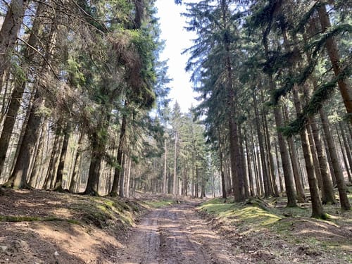 MTB-Tour: Kempenich - Herschbach