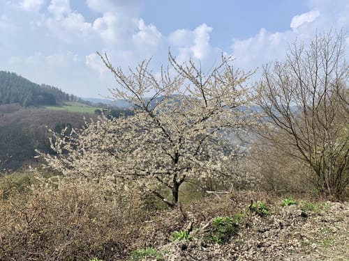 Romantischer Schwadenbach und Traumblicke bei Cassel und Herschbach