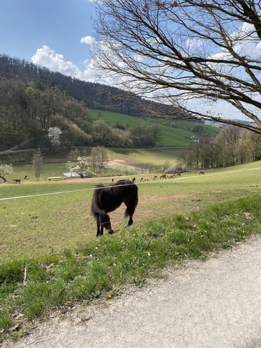 Bessenbach2: Spessart-Polka