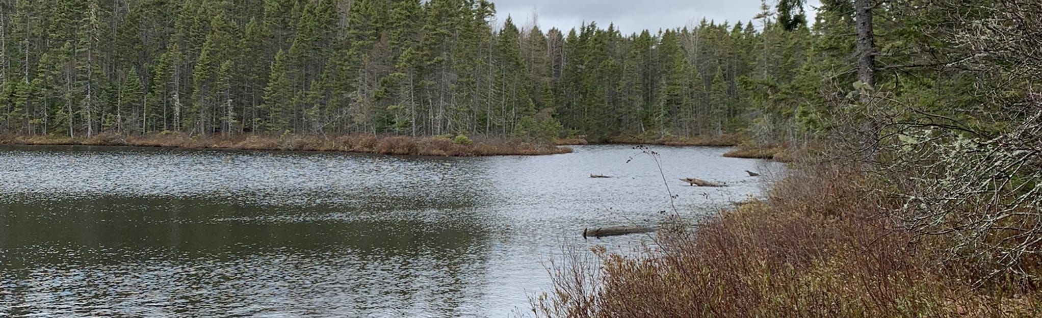 Pitcher Plant and Comeau Lake Trail, 227 Photos Nova Scotia, Canada