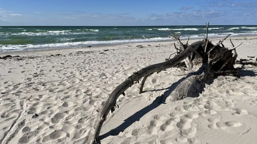 Von Prerow zum Darßer Weststrand