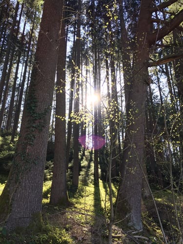 Wanderweg W7: Von Egg übers Milchwegle ins Pfaumoos und Maiertal