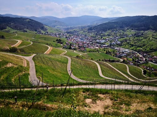 In die Weinberge über Affental