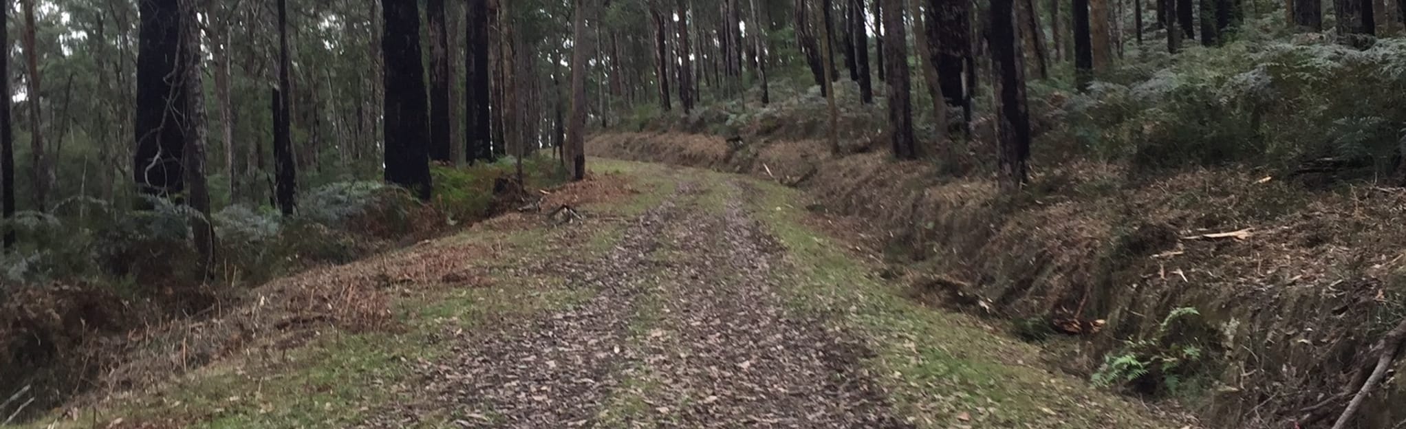 Reefton Goldfields, Observation Road, and Peninsula Track Loop