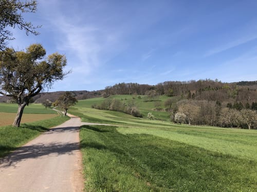 Von Reichelsheim zum Hofgut Rodenstein