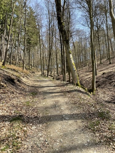 Dickschieder-Wildwechsel (Premiumwanderweg)