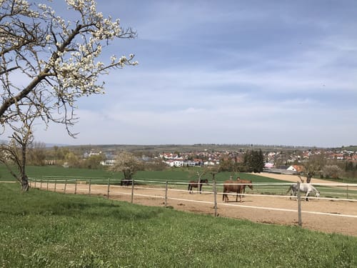 Bubenheim nach Engelstadt