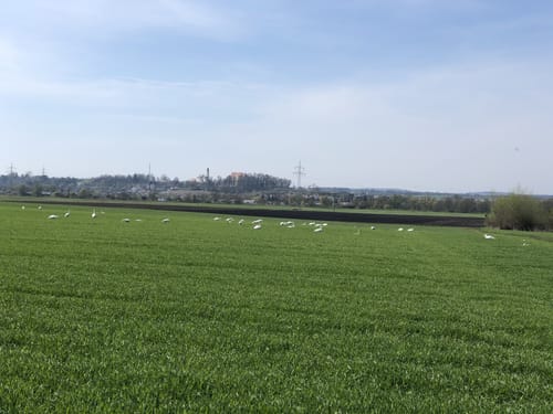 Von Achstetten nach Steinberg und Gögglingen