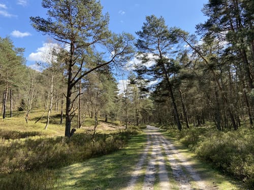 Nordic Walking N1 - Leichte Tour Heide