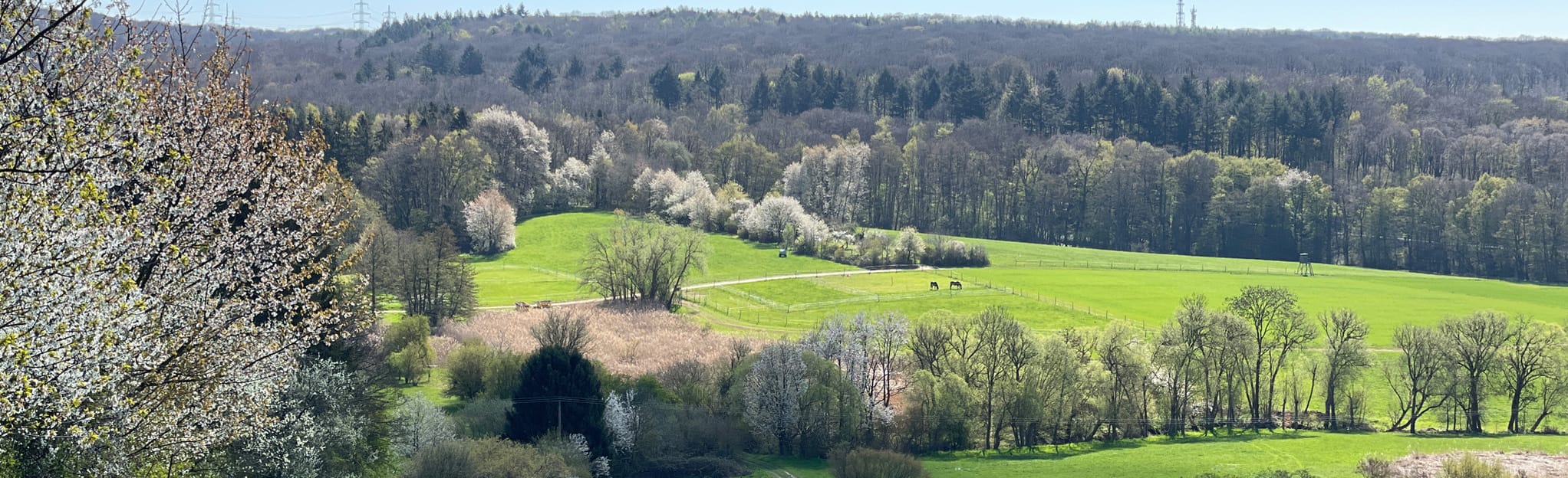 Wildsachsen Hofheim Am Taunus