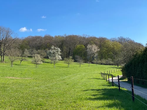 Nordenstäder Wald um Wildsachsen