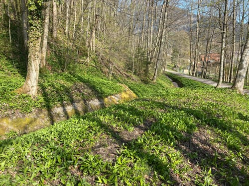 Weg Nr. 4 -Von Oberaudorf zum Berggasthof Hocheck