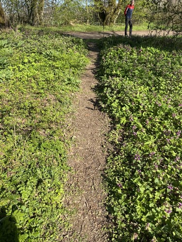 Lollarer Kopf - Badenburg Rundweg