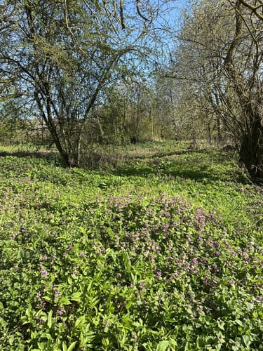 Lollarer Kopf - Badenburg Rundweg